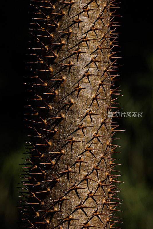 马达加斯加棕榈仙人掌基部特写。Pachypodium Lamerei。